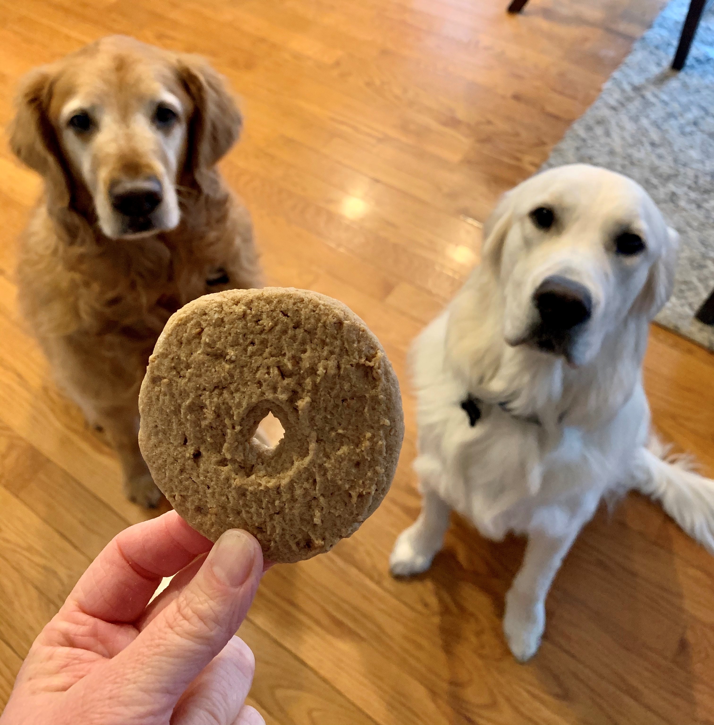 Doggie Donuts